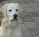 Labrador retriever Samson
