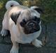 Mops Sita