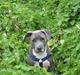 Amerikansk staffordshire terrier darko