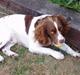 Engelsk springer spaniel Zigggy