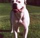 Amerikansk bulldog sonneholts rommel(don)
