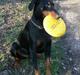 Dobermann Zeus
