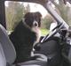 Border collie Marco  R.I.P.