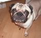 Mops Malte