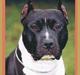 Amerikansk staffordshire terrier Royal Court WR DoubleTake