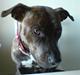 Amerikansk staffordshire terrier Zoe