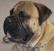 Bullmastiff Gizmo R.I.P