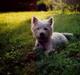 West highland white terrier Bella R.I.P