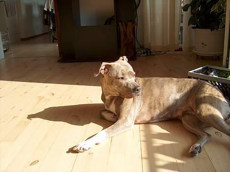 Amerikansk staffordshire terrier Gini billede 20