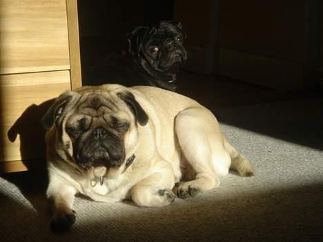 Mops Viggo & Carlo billede 19