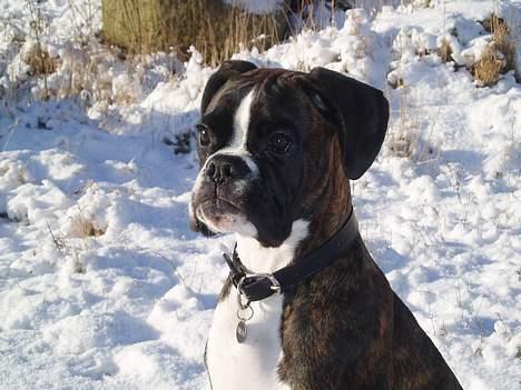 Boxer Freia (RIP) - 6 måneder billede 7