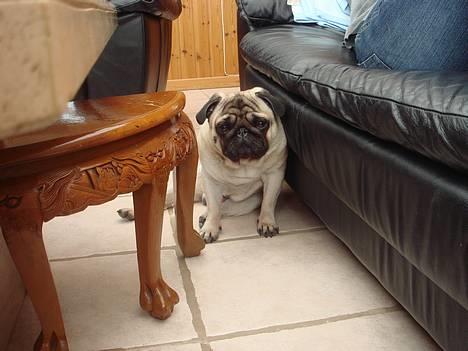 Mops Viggo & Carlo - hos farmor og farfar billede 20