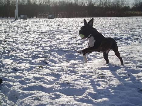 Boxer Freia (RIP) - Yeehaa... Min bold og snevejr.. Kan det blive mere fantastisk.... billede 8