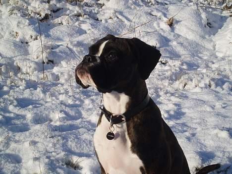 Boxer Freia (RIP) billede 9