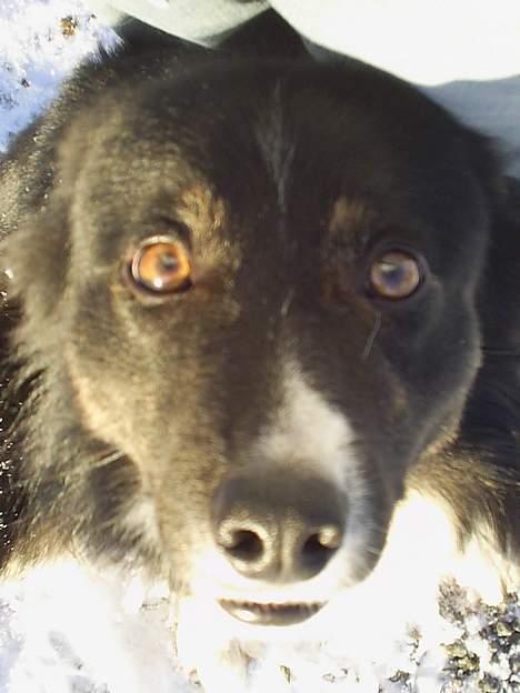 Border collie Sam - Kan man stå for dem?! billede 1