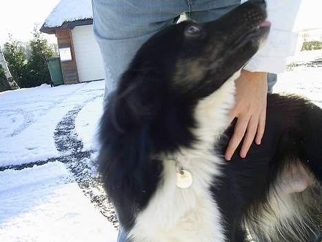 Border collie Sam billede 2