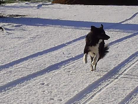 Border collie Sam - Jaaa nu kommer jeg!!! billede 3