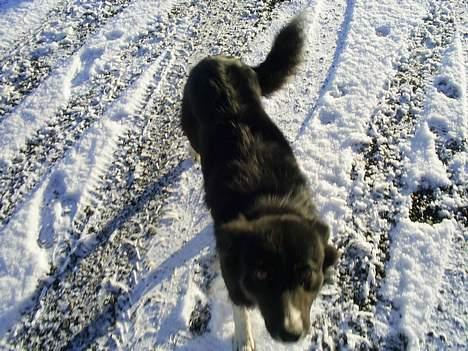 Border collie Sam billede 4