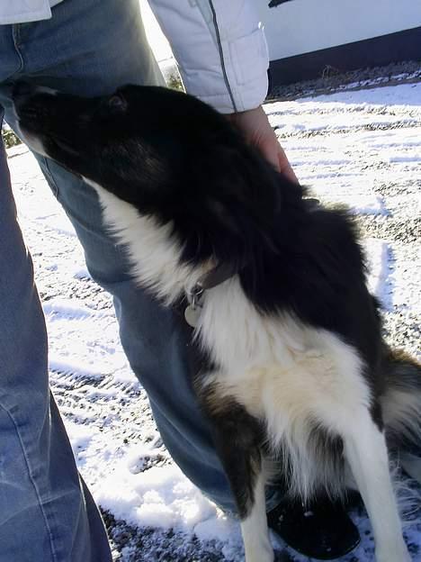 Border collie Sam billede 5