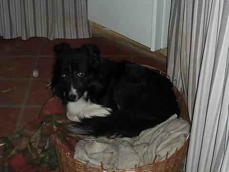 Border collie Sam - Godnat billede 6