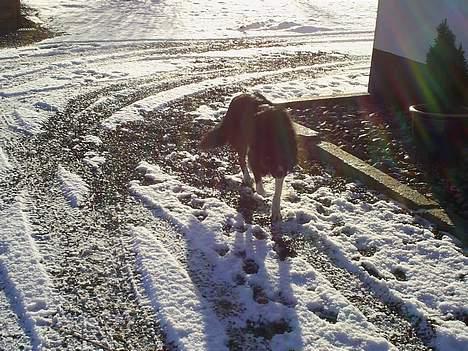 Border collie Sam - Sys han ligner lidt en ulv på det her.. billede 7