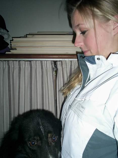 Border collie Sam - Her er et af oz begge to billede 8