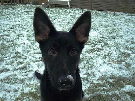 Schæferhund Dj'appes Lea R.I.P billede 17