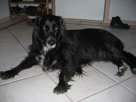 Blanding af racer sisse - det er så mig.. billede 2