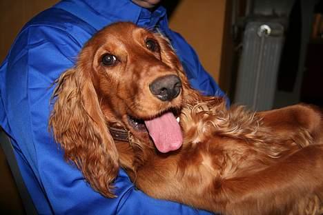 Cocker spaniel Luna <33 - Baaah ´ billede 15