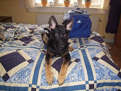 Schæferhund Dj'appes Lea R.I.P billede 18