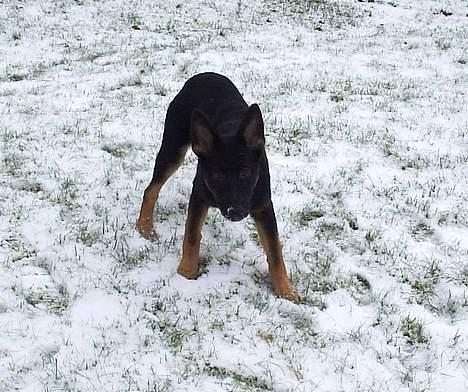 Schæferhund Dj'appes Lea R.I.P billede 19