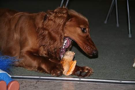 Cocker spaniel Luna <33 - Det var noget af en mundfúld hva Luna ? (: billede 16
