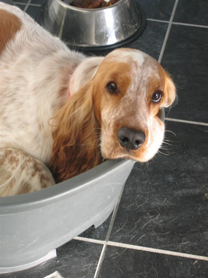 Cocker spaniel Cosmo - Tar lige en slapper.. billede 1