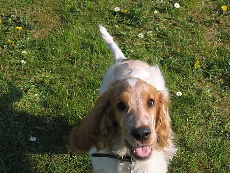Cocker spaniel Cosmo billede 2