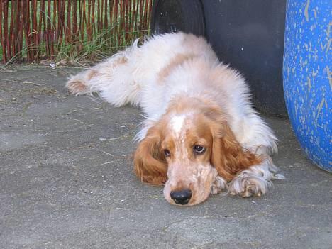 Cocker spaniel Cosmo billede 3
