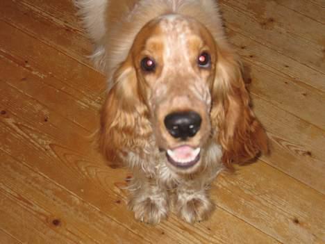 Cocker spaniel Cosmo billede 4