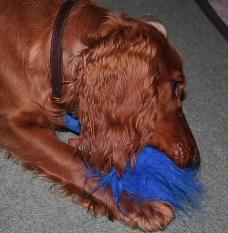 Cocker spaniel Luna <33 - Den skal døøøøø ! billede 17