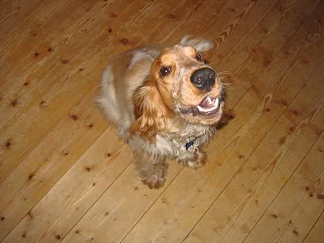 Cocker spaniel Cosmo billede 5