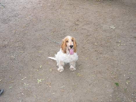 Cocker spaniel Cosmo billede 6