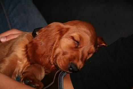 Cocker spaniel Luna <33 - Snooooooork ! billede 18