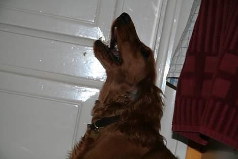 Cocker spaniel Luna <33 - UUULV :D billede 19