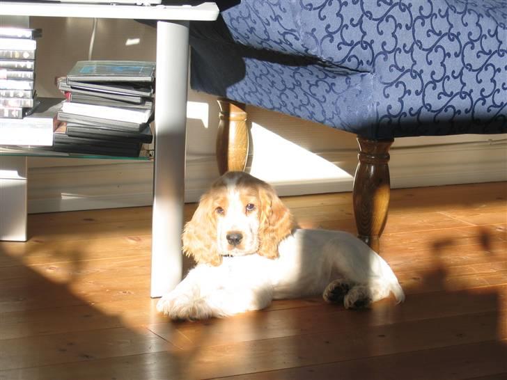Cocker spaniel Cosmo - Nyder at ligge i solen.. billede 7