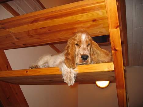 Cocker spaniel Cosmo - Holder udkig billede 8