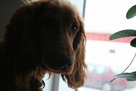 Cocker spaniel Luna <33 - Smuk? billede 20