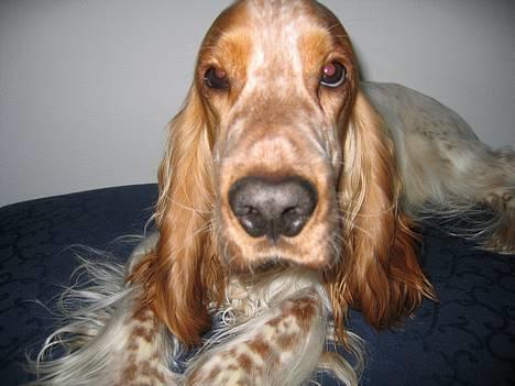 Cocker spaniel Cosmo billede 9