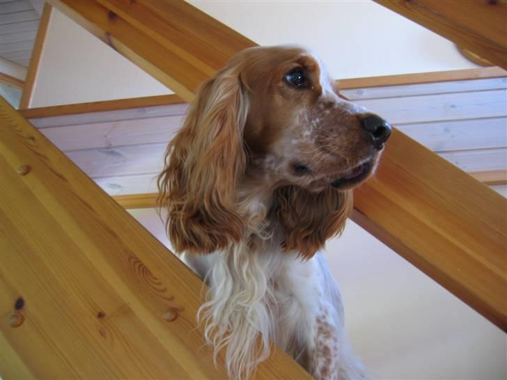 Cocker spaniel Cosmo billede 10