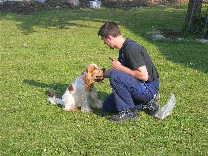 Cocker spaniel Cosmo - Jeg skal høre godt efter, hvad min far siger, ellers får jeg ingen godbidder. billede 11