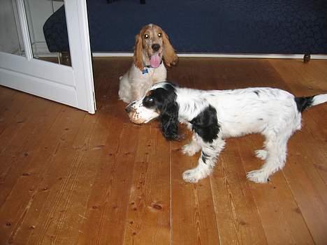 Cocker spaniel Cosmo - Mig og min søster billede 12