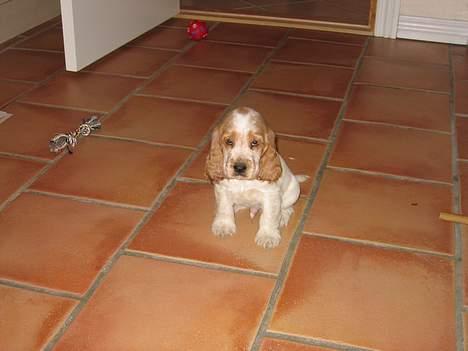 Cocker spaniel Cosmo - Her er jeg lige kommet hjem til mit nye hjem billede 13