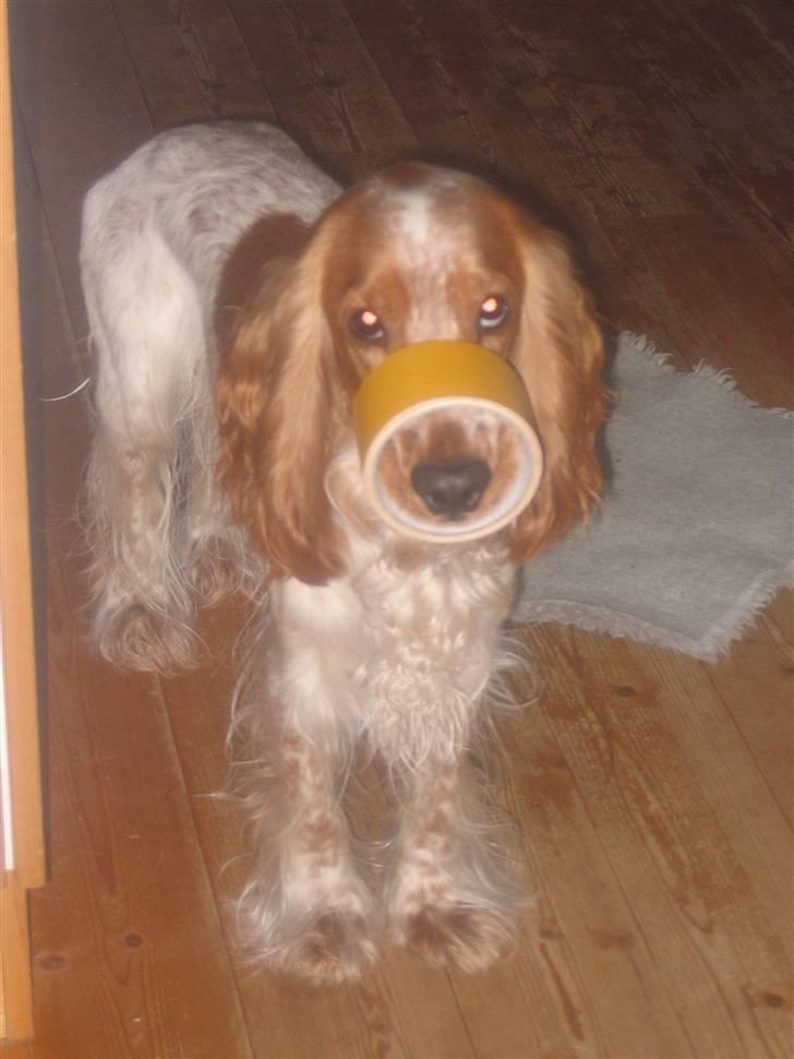 Cocker spaniel Cosmo - Her har jeg lige stjålet lidt tape.. billede 14